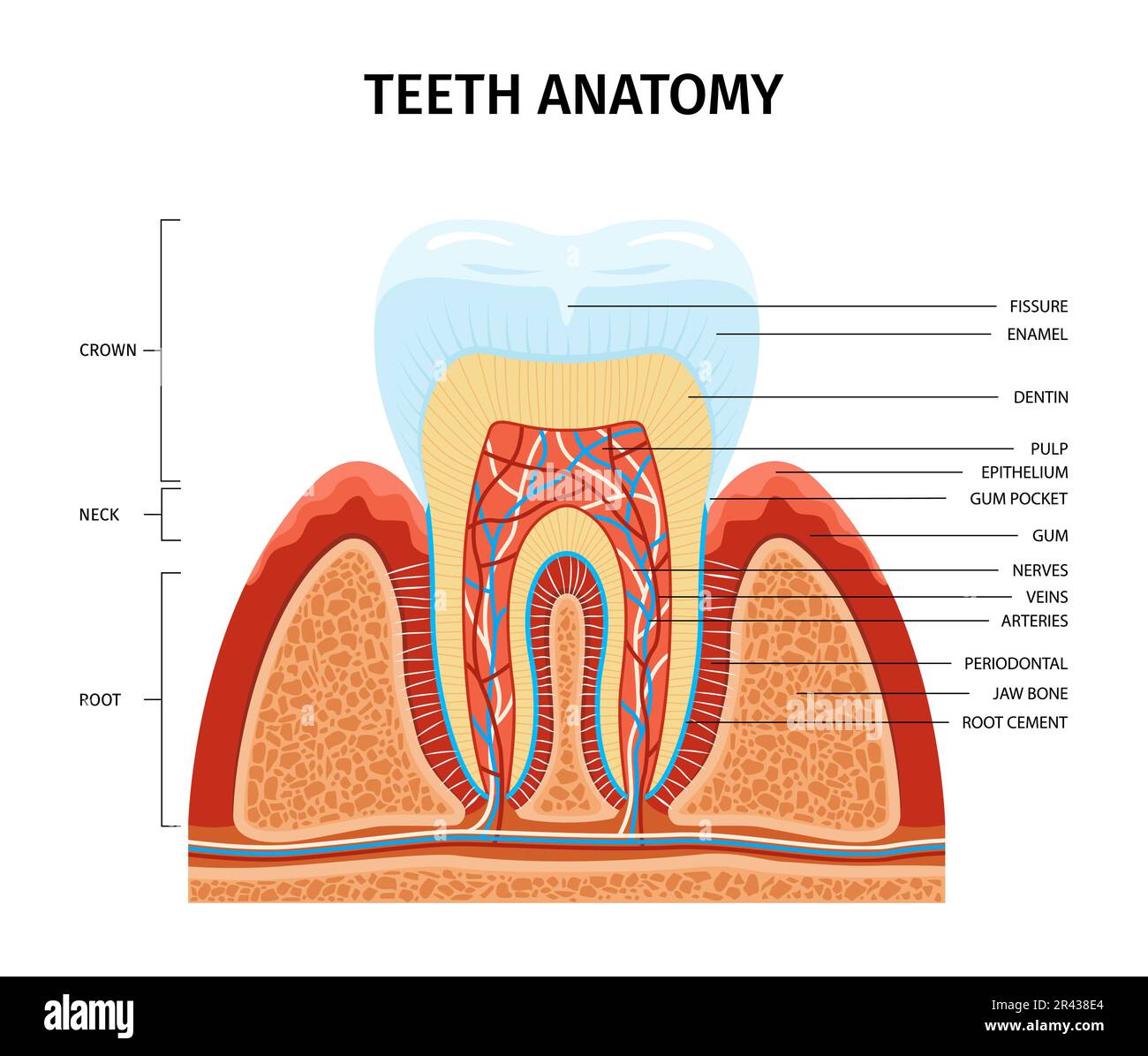 Teeth anatomy infographic composition with view of tooth growing from gum with text captions anatomic parts vector illustration Stock Vector