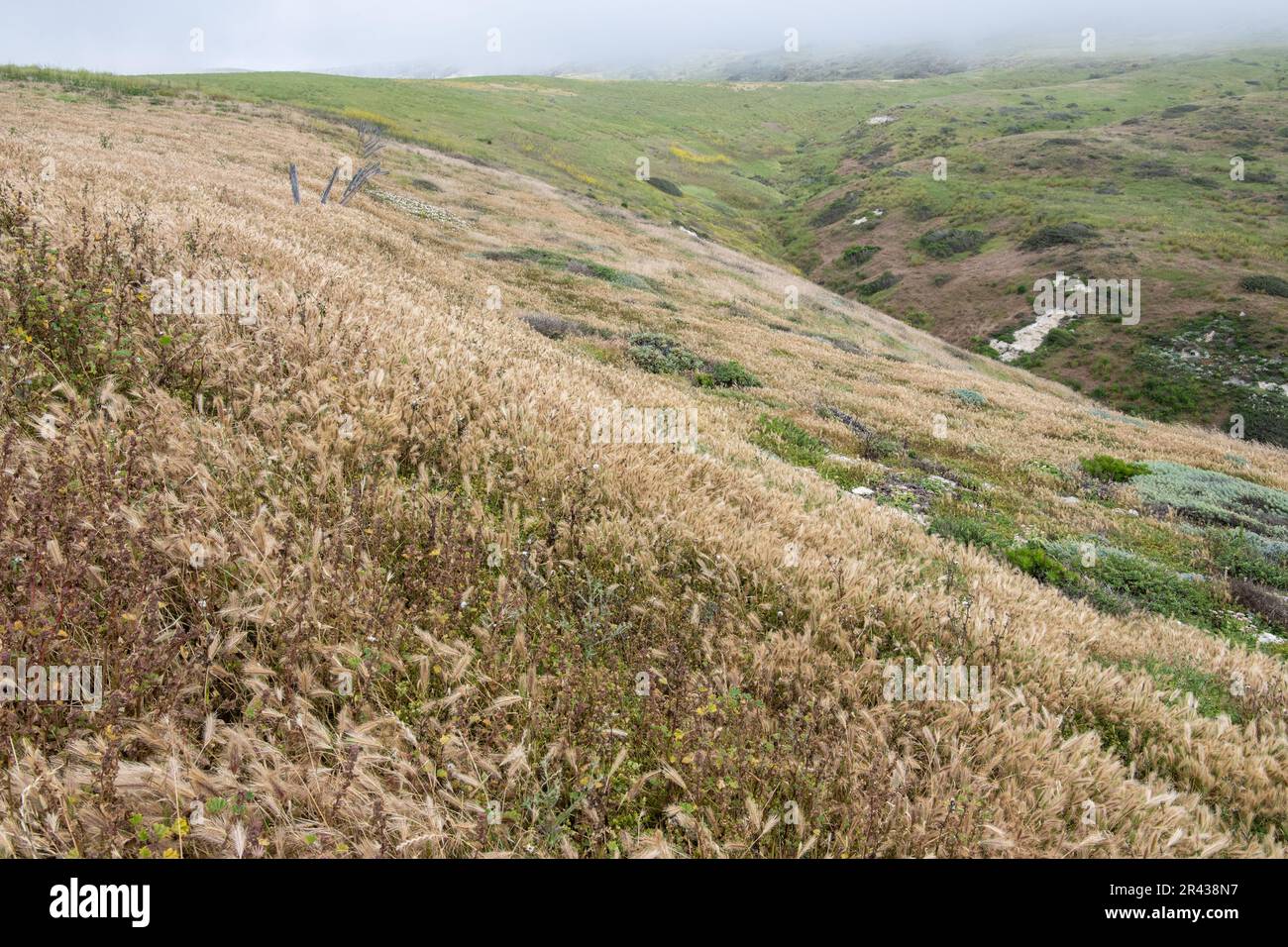 A landscape of the rolling hills and dry grassland of Santa Cruz island in Channel islands National Park, California. Stock Photo