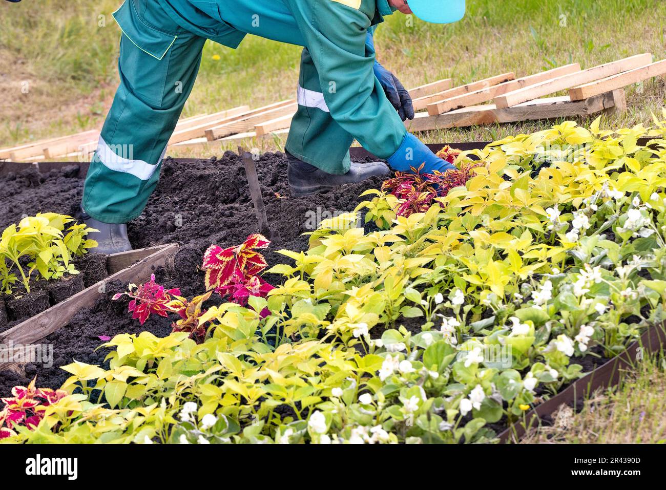 A gardener in green overalls is planting colorful variegated outdoor plants in the black soil. Copy space. Stock Photo