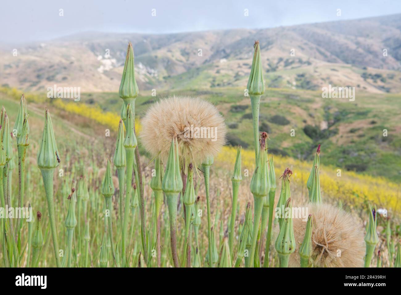 Tragopogon porrifolius (Purple salsify) on Santa Cruz Island, California . The plant is introduced and invasive to CA. Stock Photo