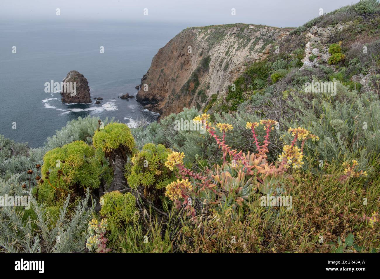 The coastal native plant community of the Channel islands, Dudleya greenei, Coreopsis gigantea, sagebrush, grow along the cliffs over the ocean. Stock Photo