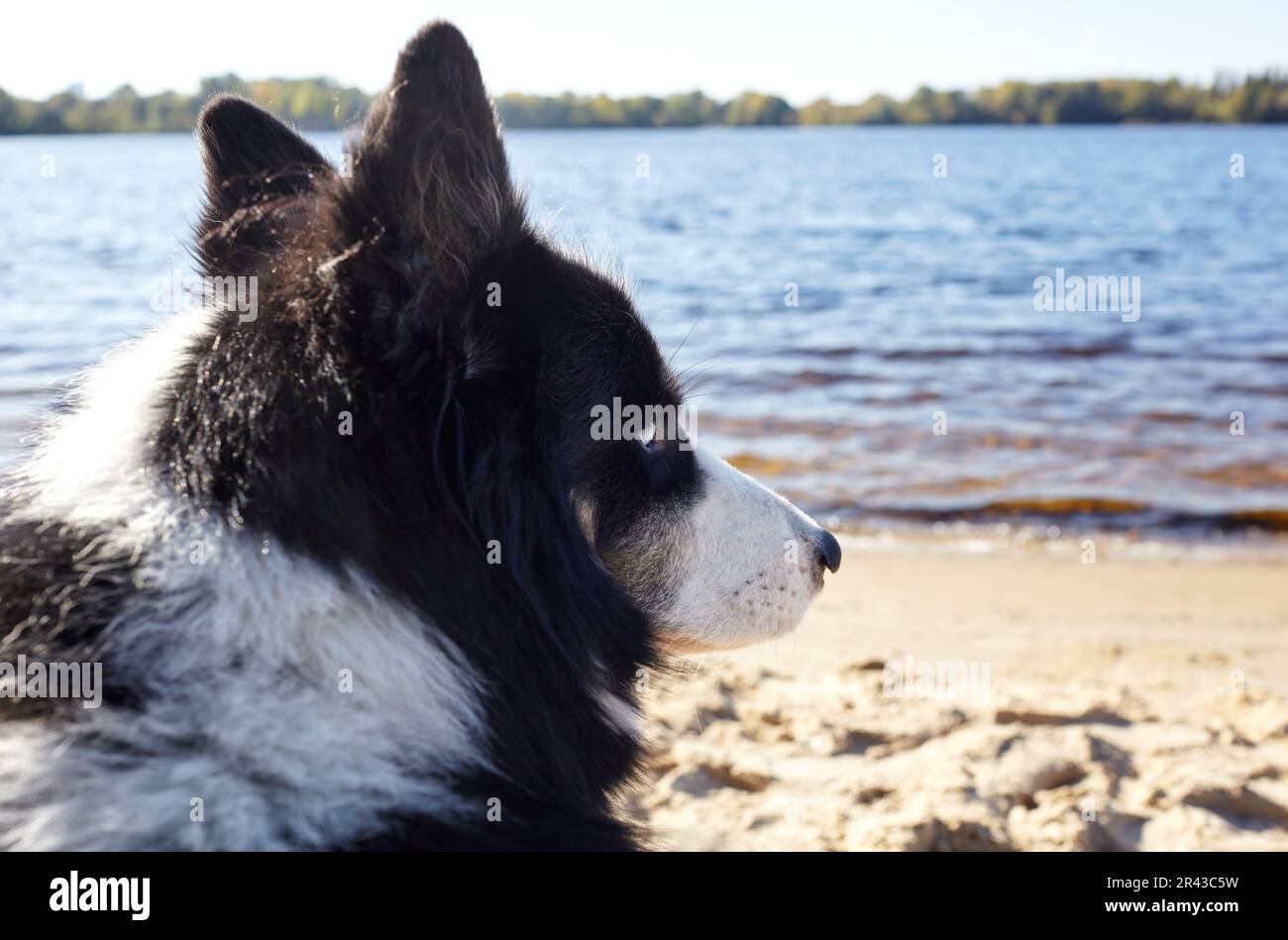 Siberian laika on a beach. Dog on nature walk Stock Photo