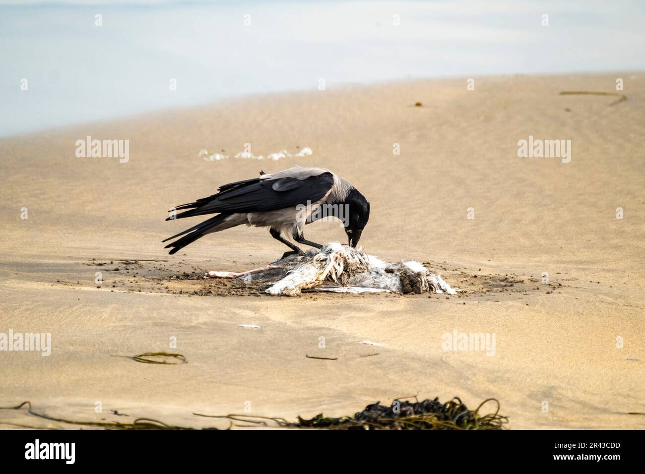 Crow eating a seagull on a sandy beach in Ireland. Stock Photo