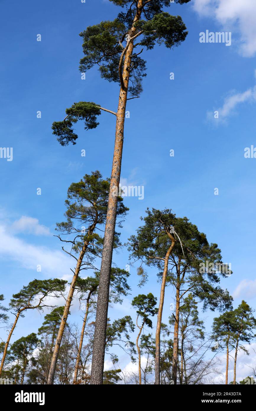 Pine tree resin collection hi-res stock photography and images - Alamy