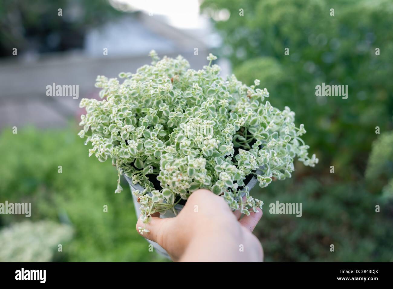 Sedum Little Missy is an ornamental, evergreen perennial, succulent, in the Crassulaceae family. Stock Photo