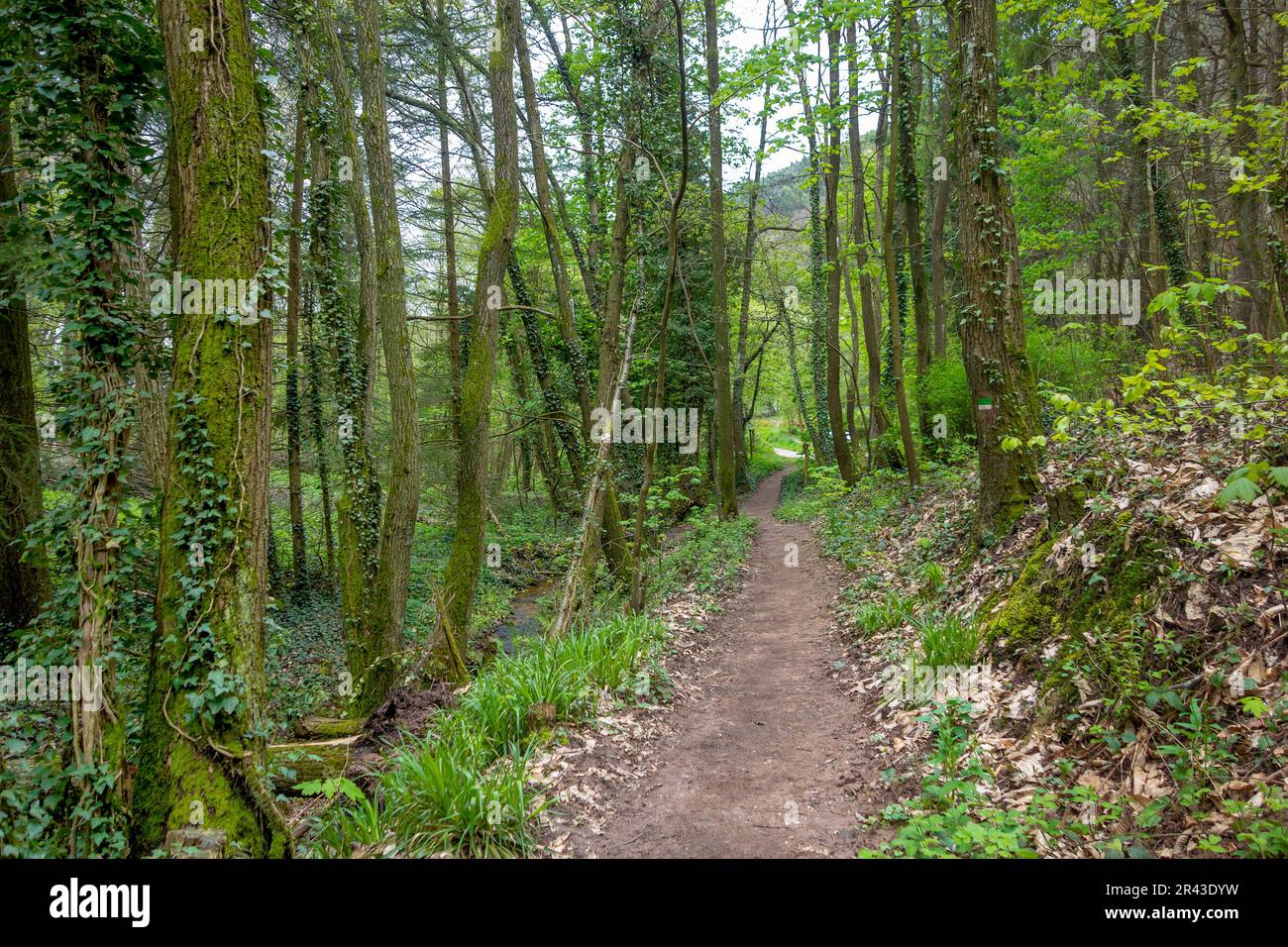 Footpath in a forest around Sankt Martin, a municipality in the Southern Wine Route area in Rhineland-Palatinate in Germany Stock Photo