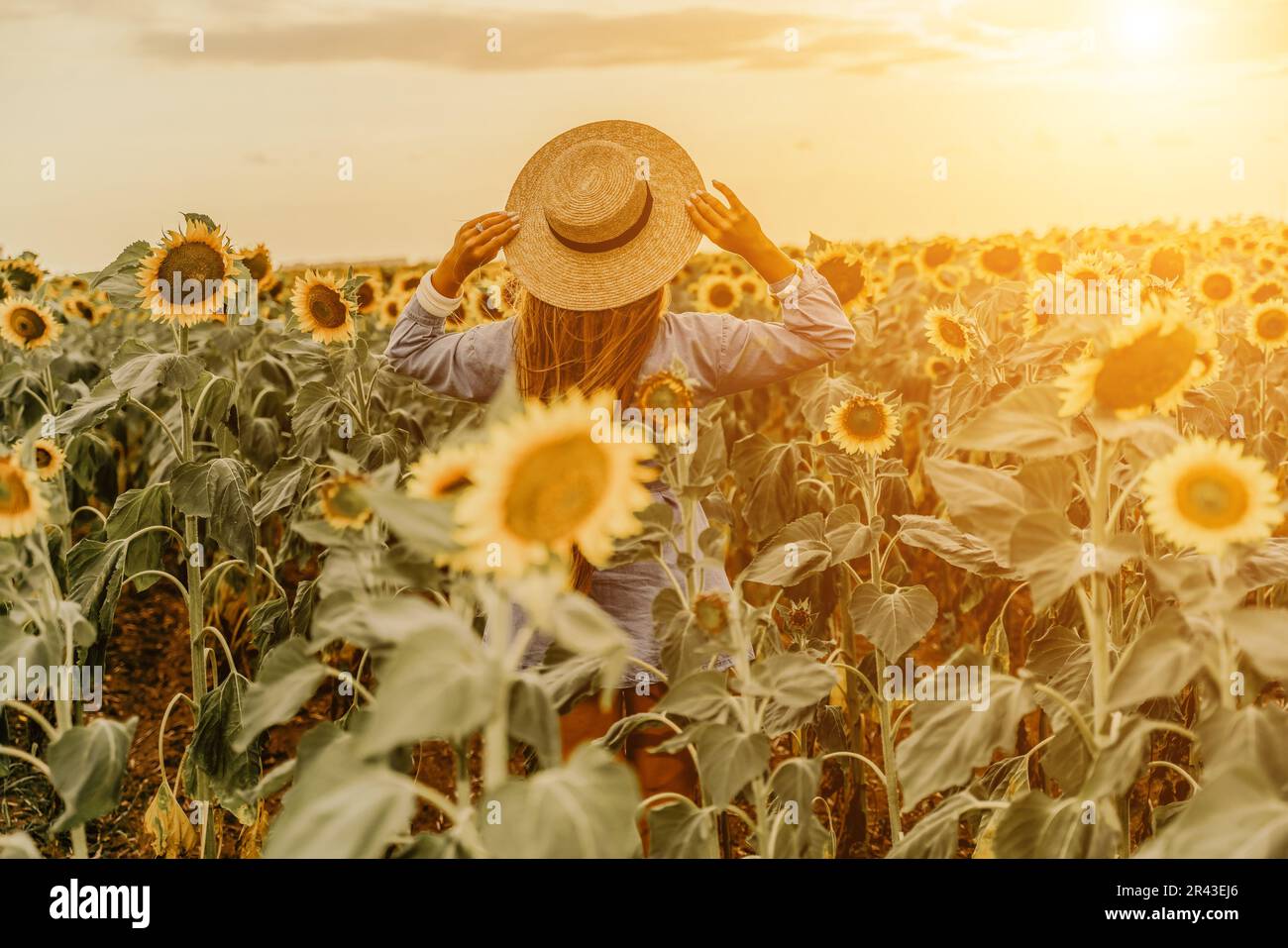 Woman sunflower field. Happy girl in blue dress and straw hat posing in ...