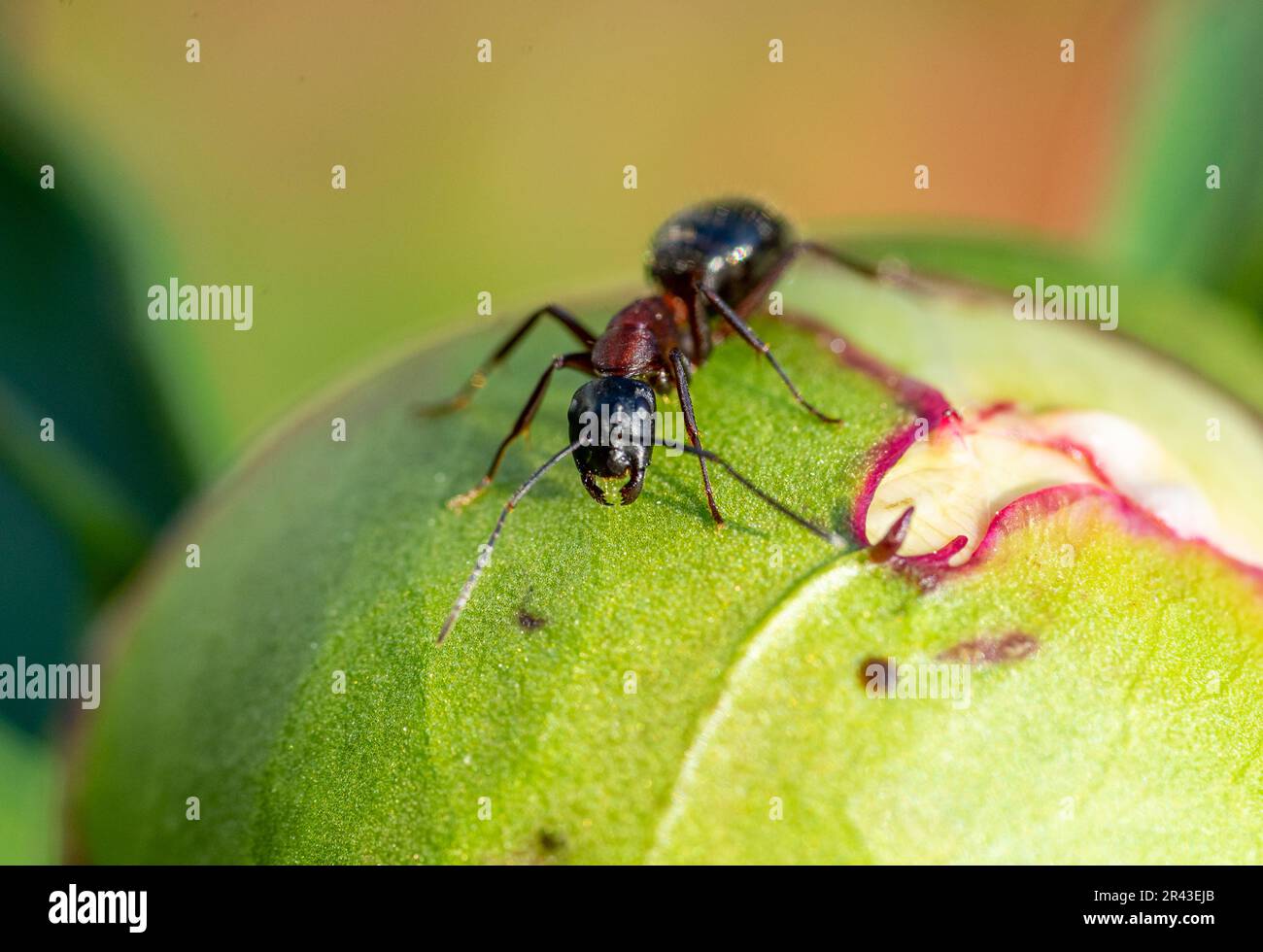 red ant on leaf in the spring Stock Photo