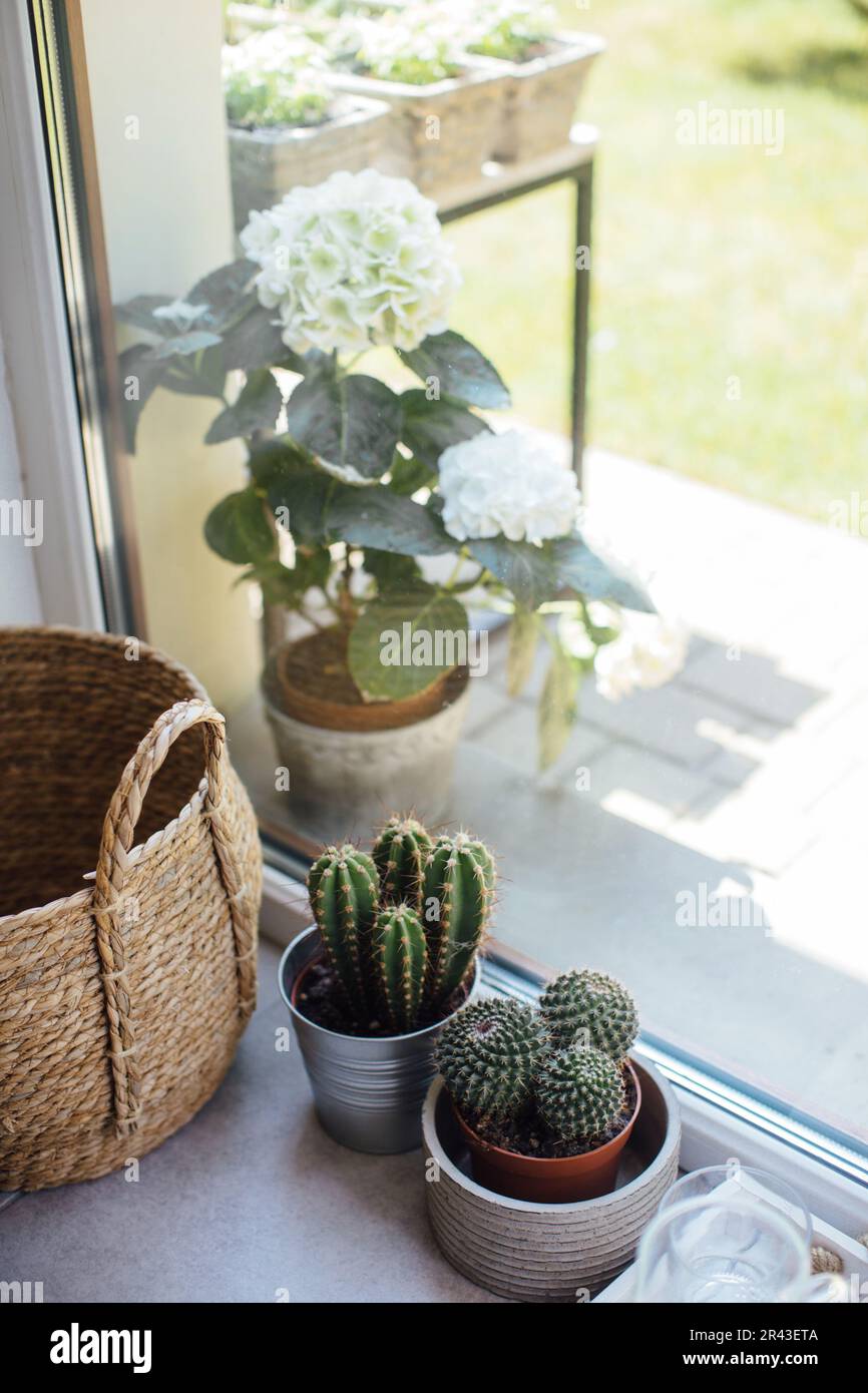 Cacti and flowers on the windowsill, still life. Stock Photo