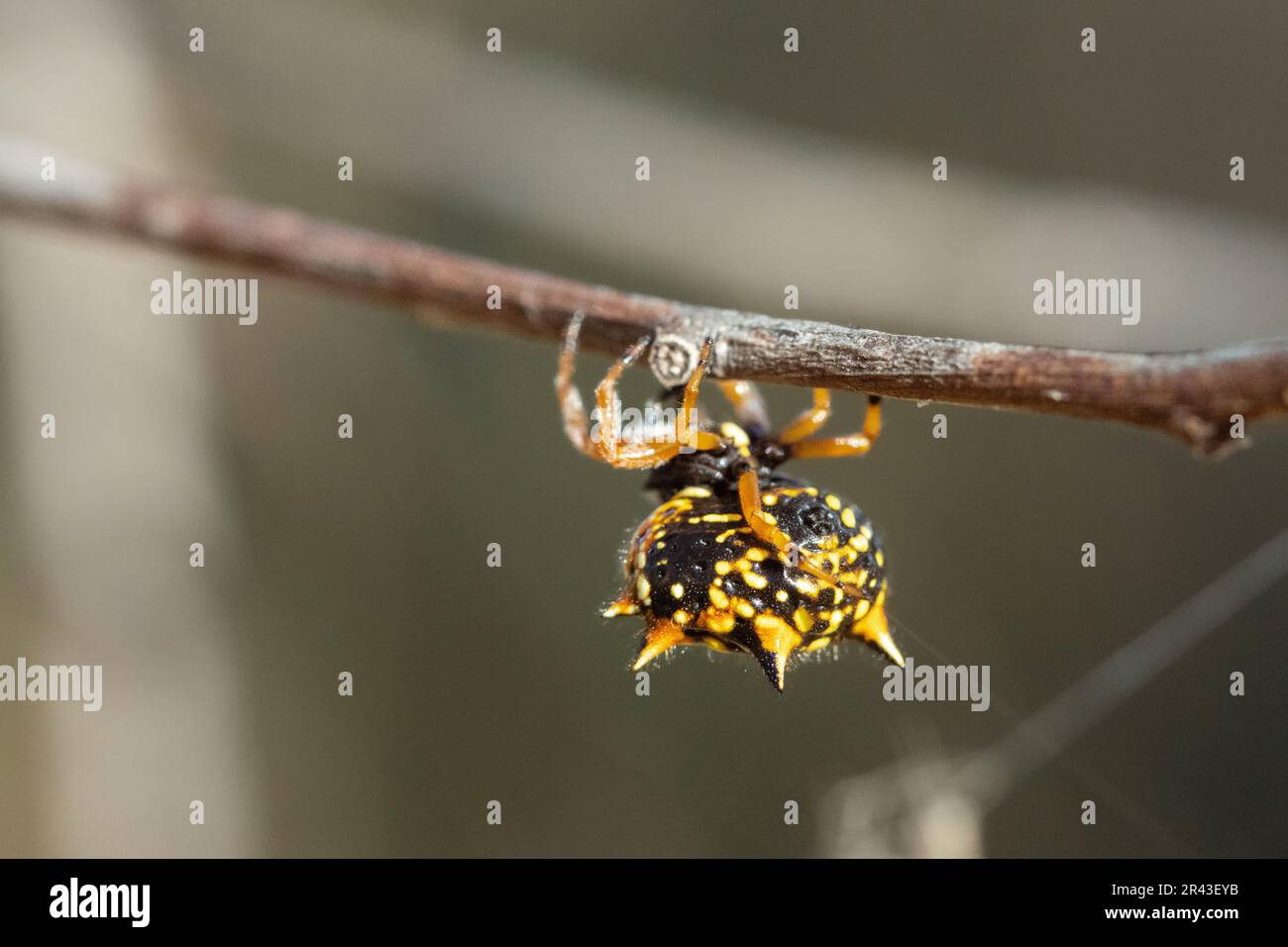 Colorful white, orange and black jewel spider suspended in its web Stock Photo
