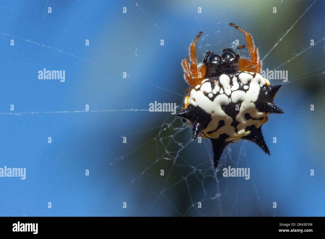 Colorful white, orange and black jewel spider suspended in its web Stock Photo