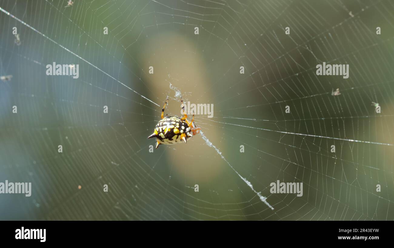 Colorful white, orange and black jewel spider suspended in its web Stock Photo