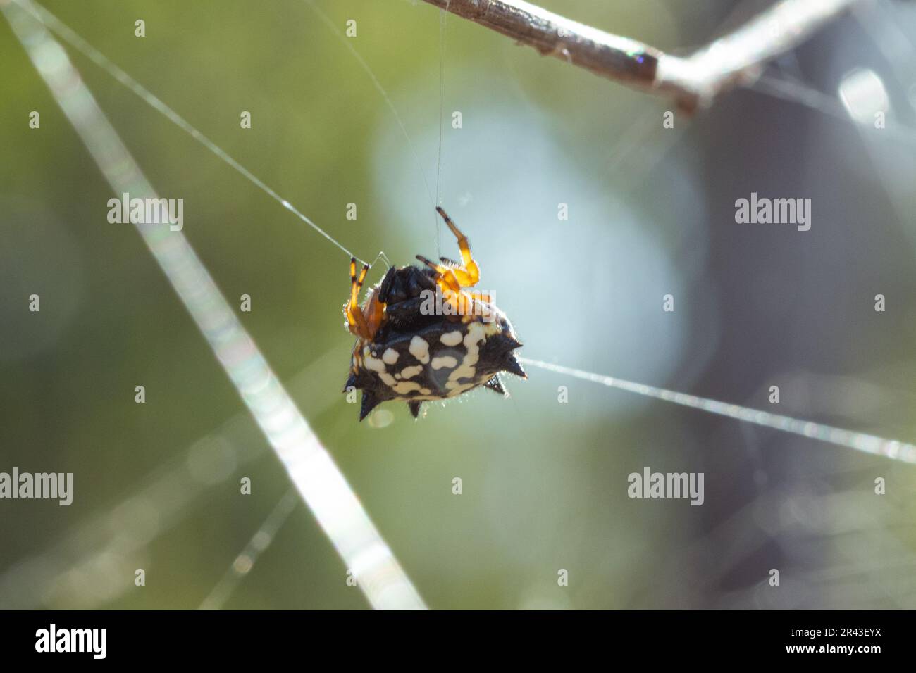 Colorful white, orange and black jewel spider suspended in its web Stock Photo