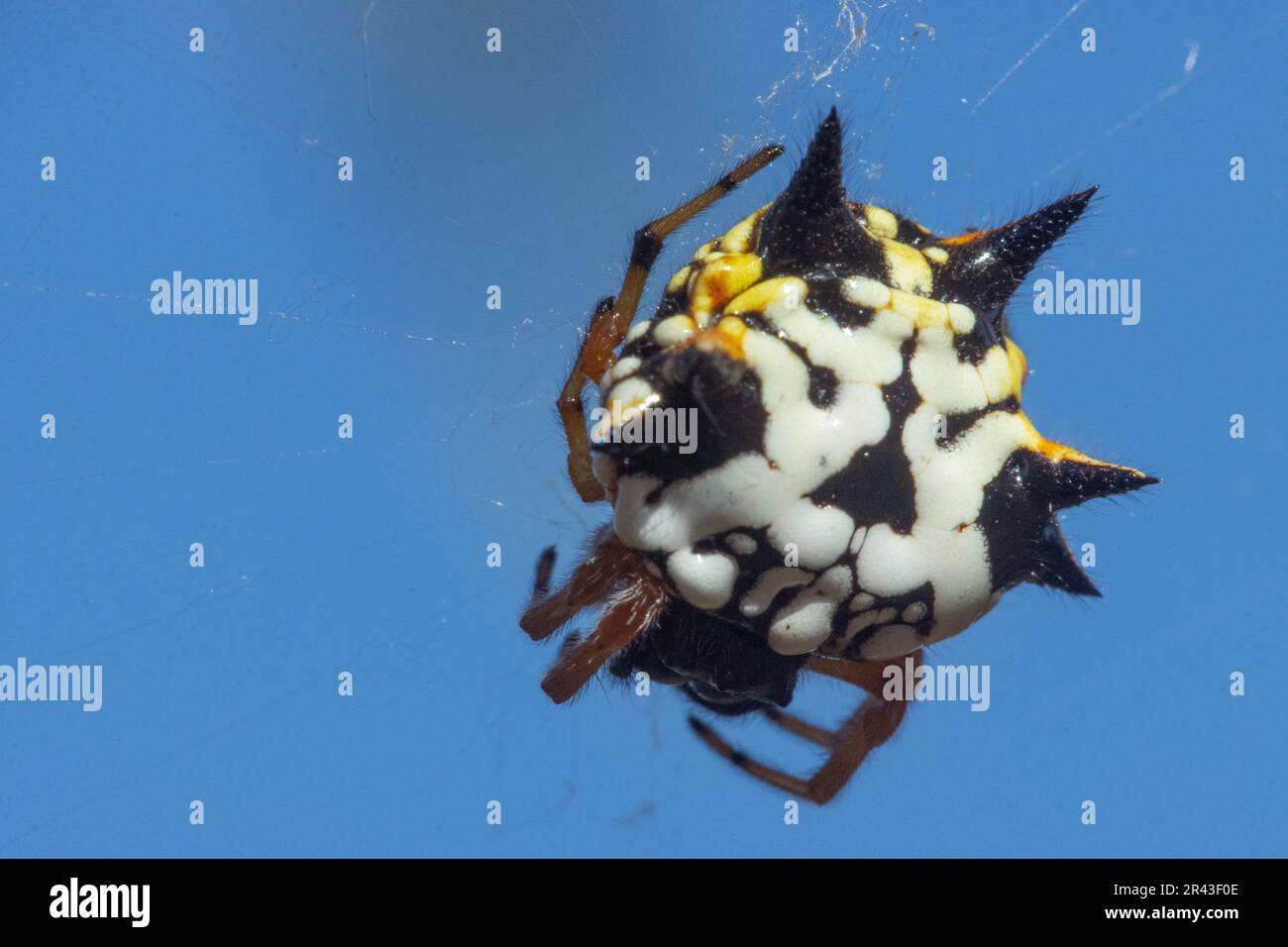 Colorful white, orange and black jewel spider suspended in its web Stock Photo