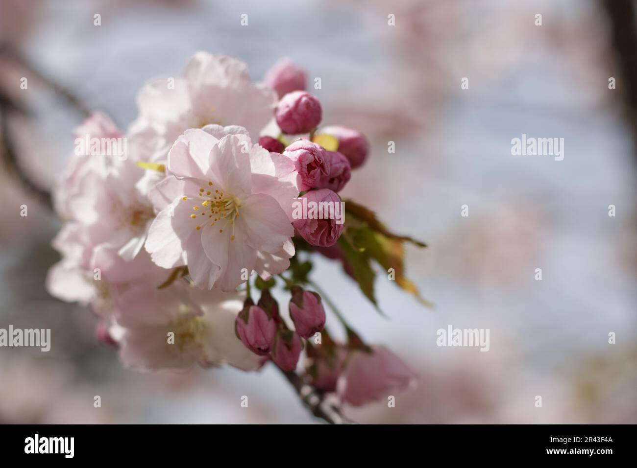 Japanese cherry blossom, buds and leaves Stock Photo - Alamy