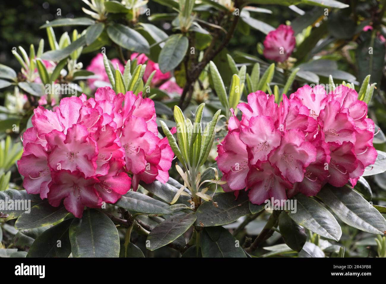 Rhododendron blossom (Rhododendron Ann Lindsay), Emsland, Lower Saxony, Germany Stock Photo