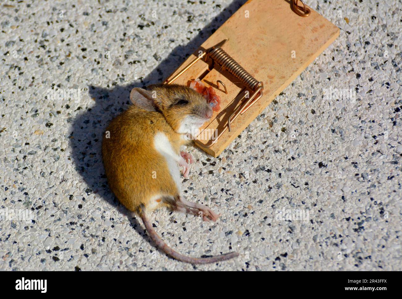 Mouse in the mousetrap, with bacon you catch mice, house mouse
