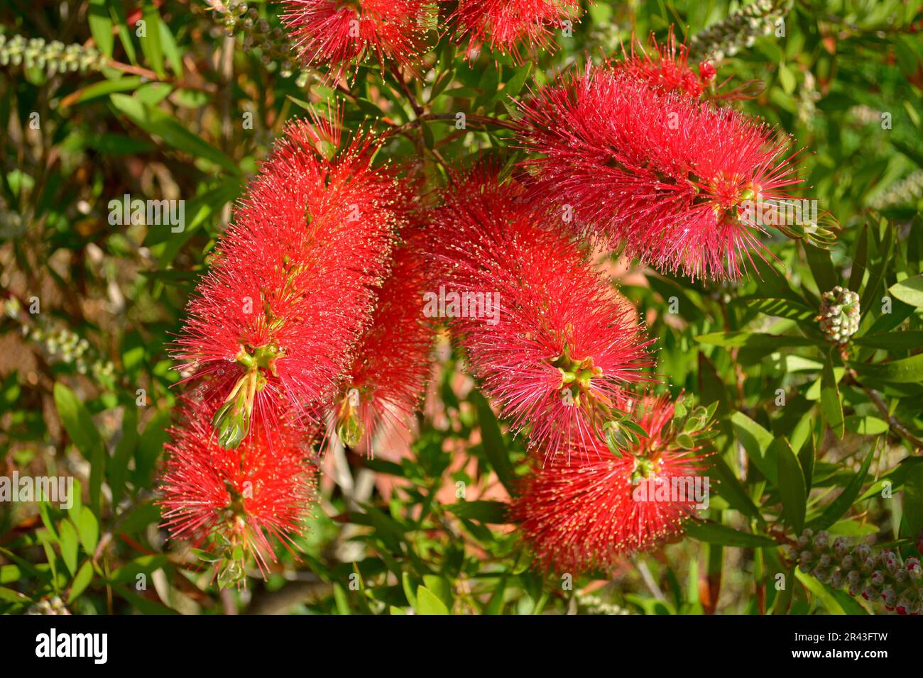 Italy, Italia, Bottlebrush, Beautiful flowering, Callistemon citrinus ...