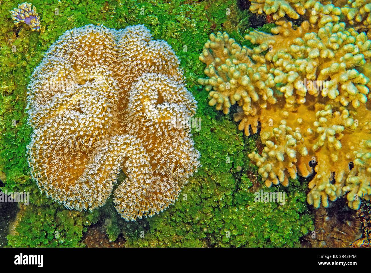 Left Leather coral (Sarcophyton glaucum), below Halimeda alga (Halimeda copiosa), right small polyp stony coral (Acropora) Hard coral, Indian Ocean Stock Photo