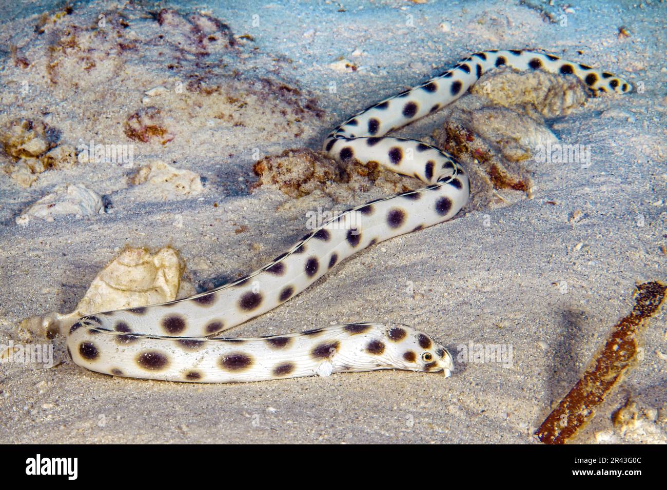 Spotted snake eel (Myrichthys maculosus) crawls over sandy seabed sniffs  searches feels for prey in sandy seabed with tactile organs on head, Indian  Stock Photo - Alamy