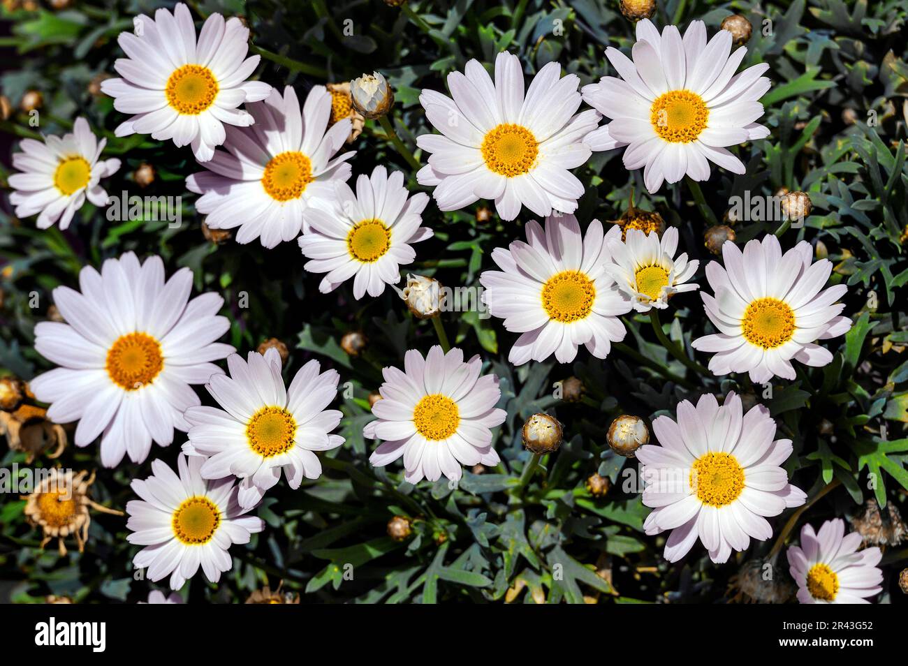 Shrub marguerites (Argyranthemum frutescens) (Syn.: Chrysanthemum frutescens L.), Bavaria, Germany Stock Photo
