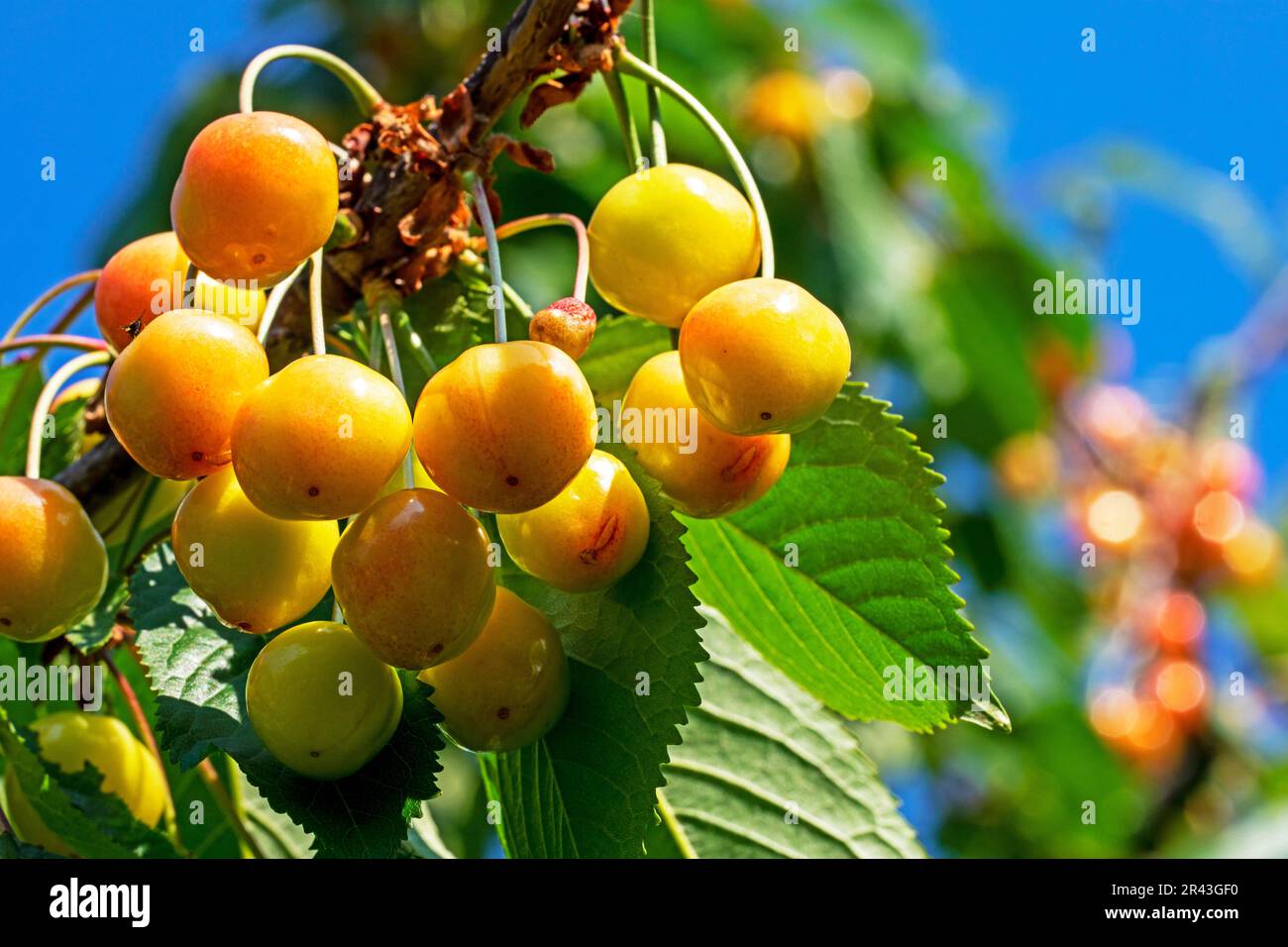 close-up of ripening early cherries with moniliosis disease in the ...