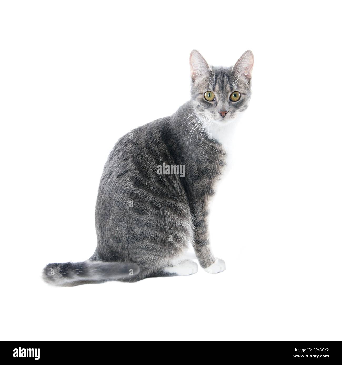 silver grey tabby cat with white chest and paws isolated on white background Stock Photo