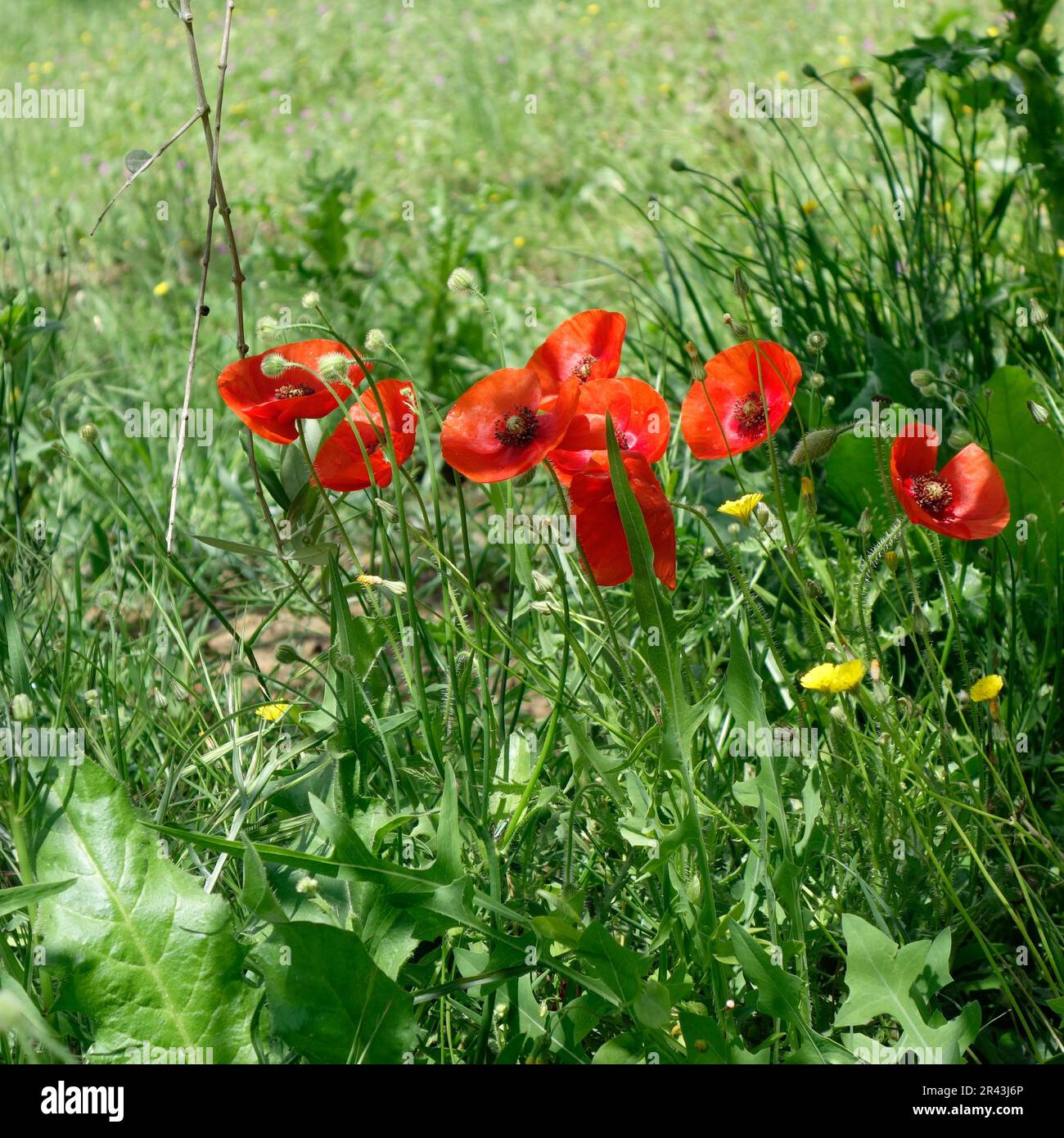 Tuscan countryside with poppies hi-res stock photography and images - Alamy