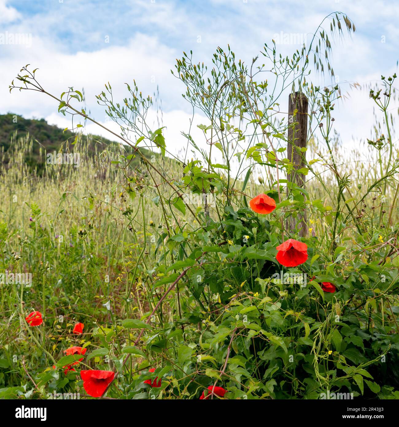 Tuscan countryside with poppies hi-res stock photography and images - Alamy