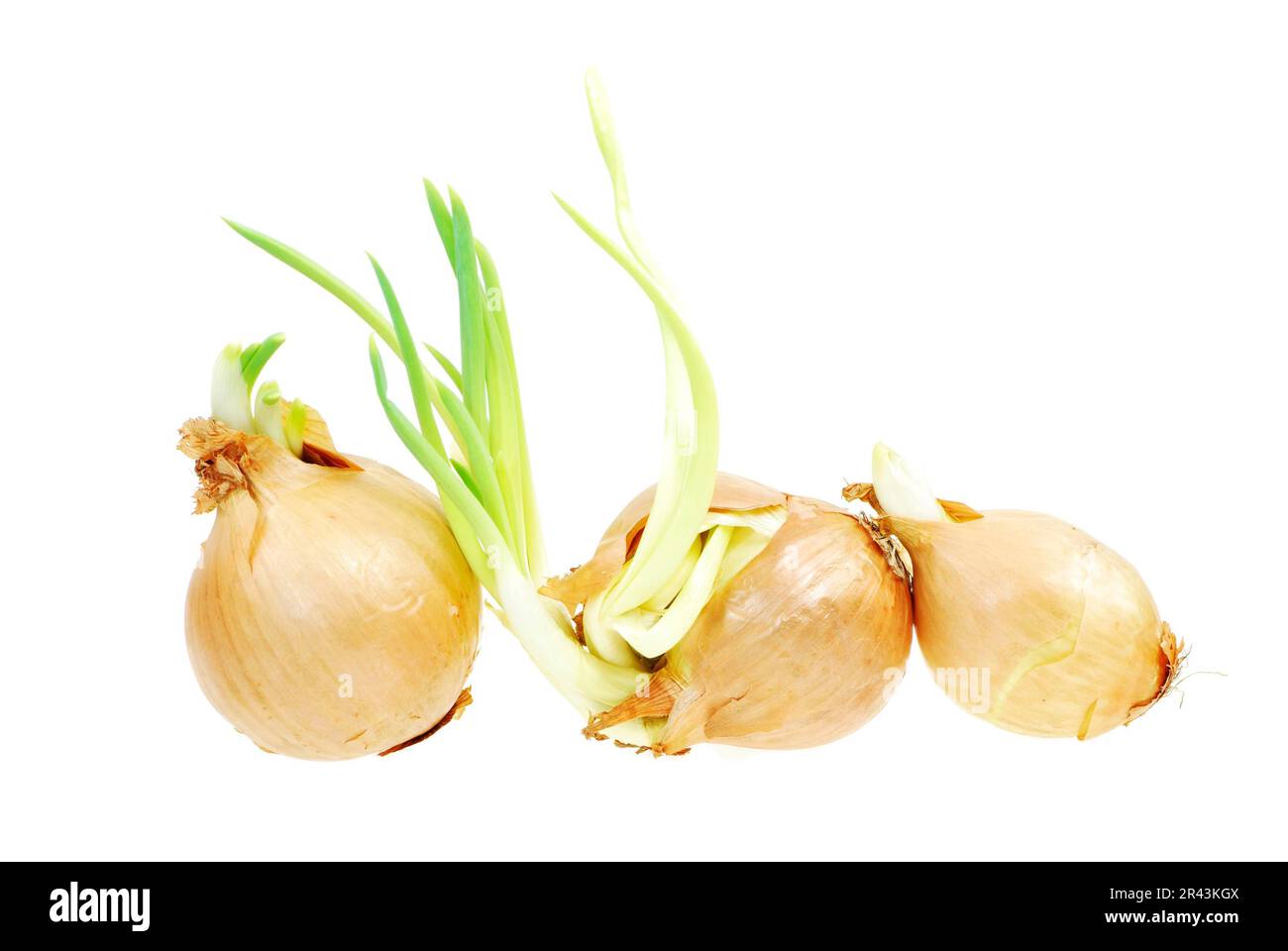 Planting onion seedling garden Cut Out Stock Images & Pictures - Alamy