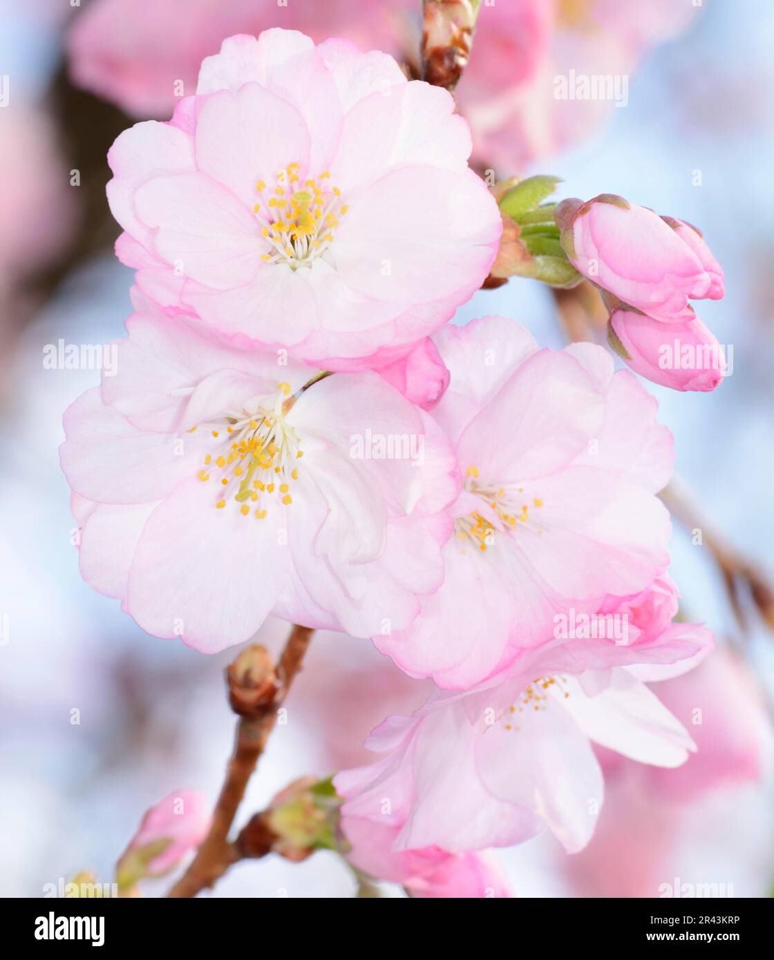 Macro of pink cherry blossoms Stock Photo - Alamy