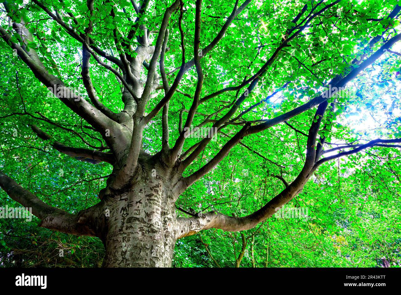 Beech tree in spring. Nature background.Tree in springtime Stock Photo ...
