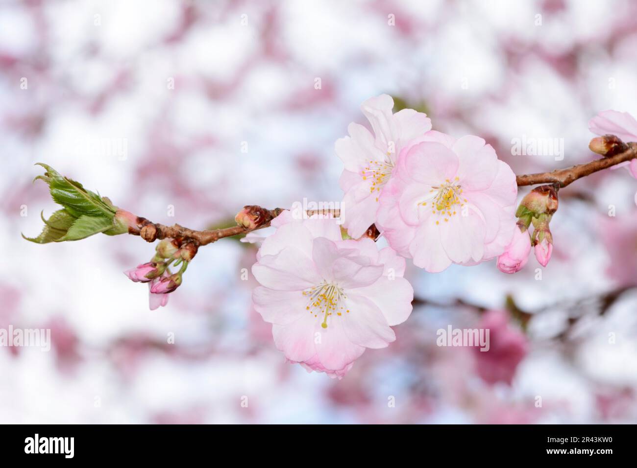Macro of pink cherry blossoms Stock Photo - Alamy