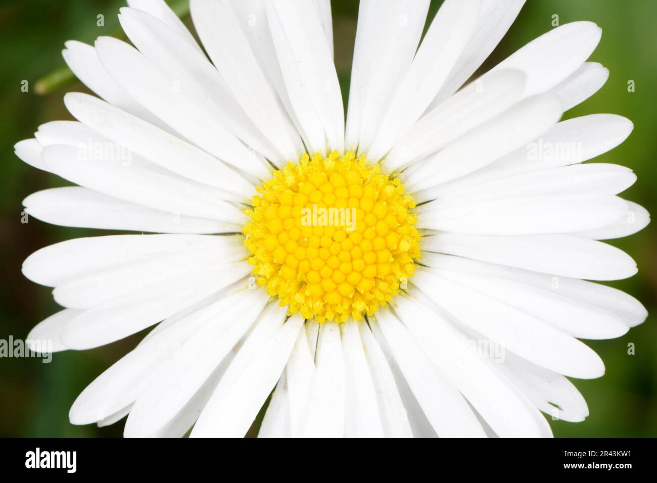 Symmetry of a white daisy blossom Stock Photo