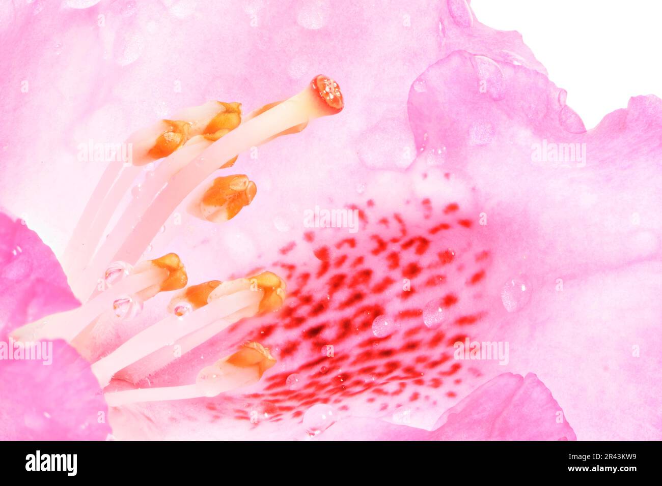 Macro of a pink rhododendron blossom Stock Photo