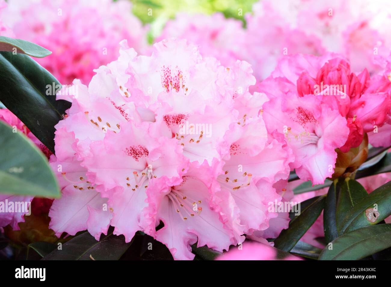 Pink blossoms of a rhododendron bush Stock Photo