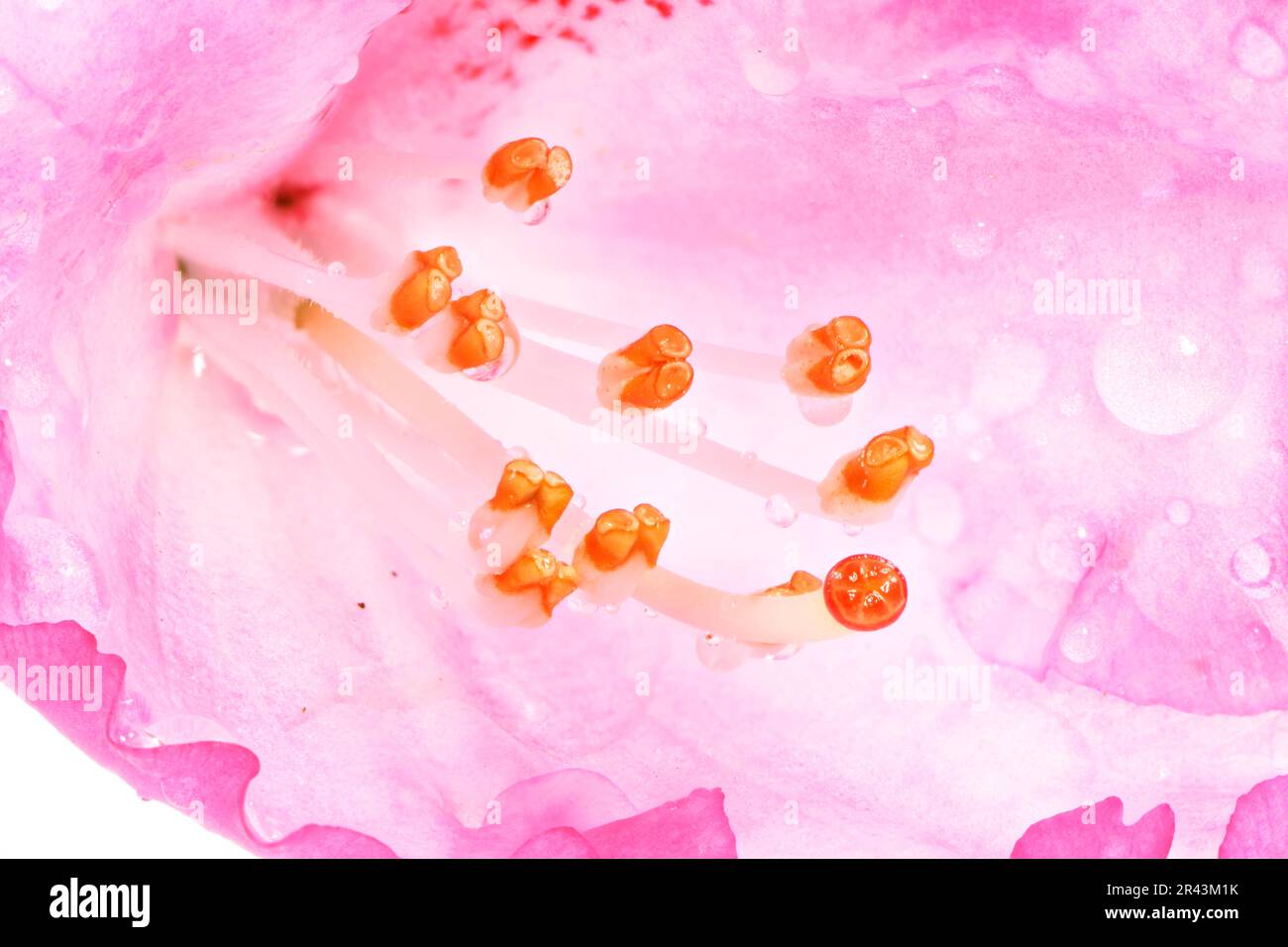 Macro of a pink rhododendron blossom Stock Photo