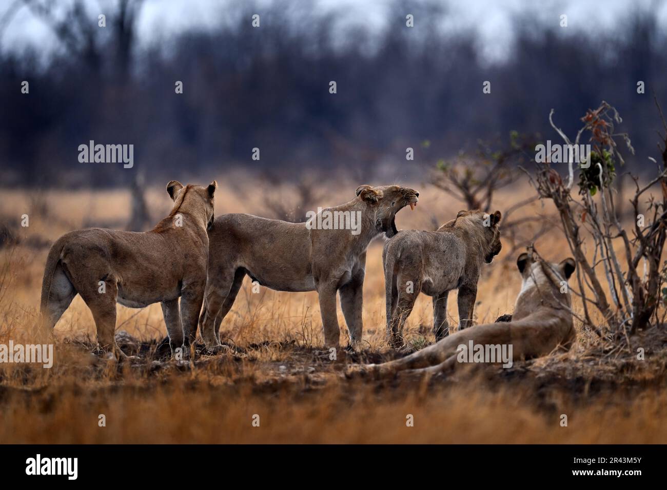 Lion family in nature, females in Savuti, Chobe NP in Botswana. Africa. Stock Photo