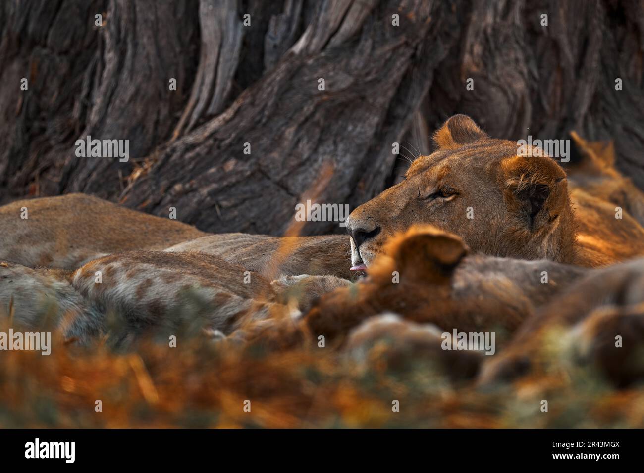 Africa lion, male. Botswana wildlife. Lion, fire burned destroyed savannah. Animal in fire burnt place, lion lying in the black ash and cinders, Savut Stock Photo
