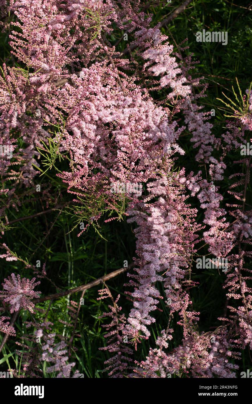 Tamarix parviflora tetranda, tamarisk. Stock Photo
