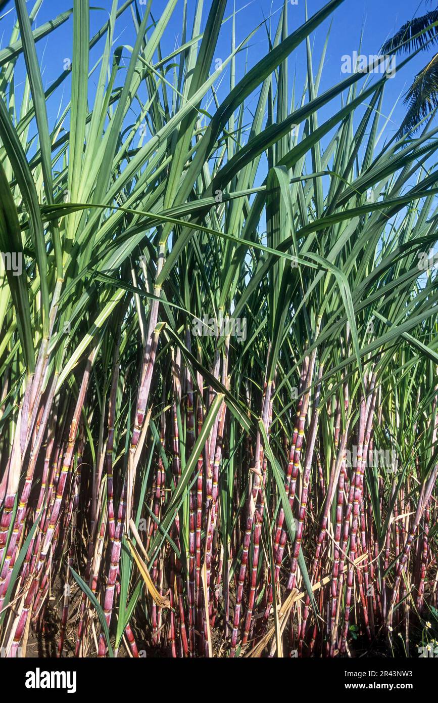 Sugar cane (Saccharun officinarum Linn) in an organic farm at