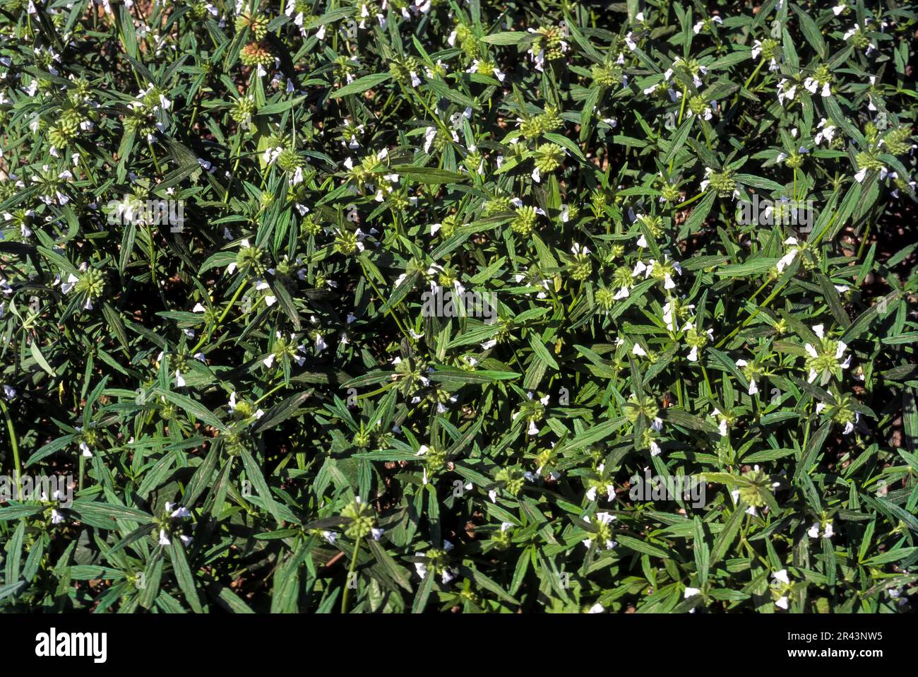 Medicinal plants Thumbe (Leucas aspera) (Willd) Tamil Nadu, South India, India, Asia Stock Photo