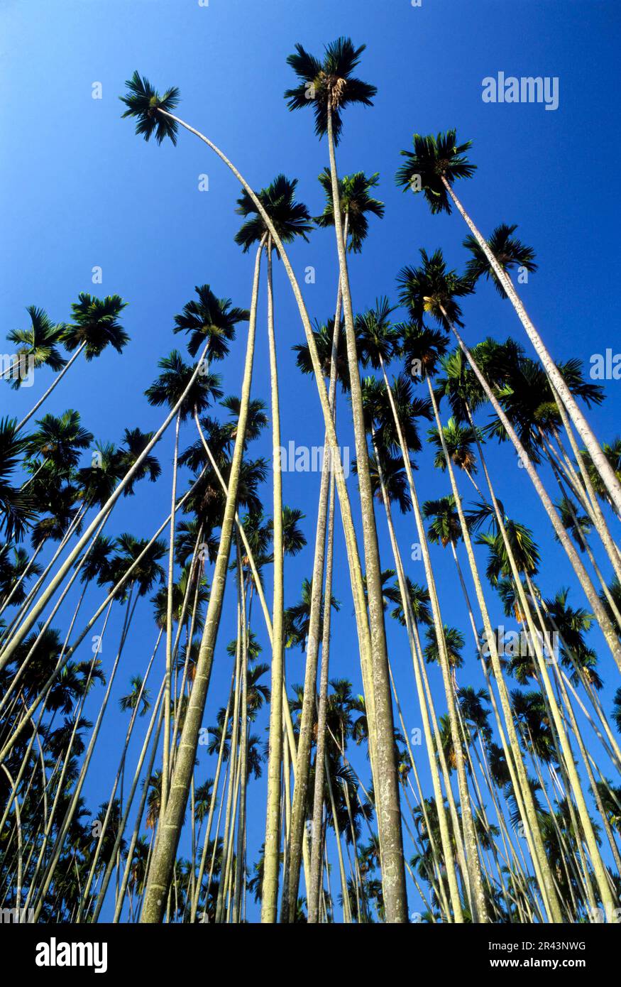 Medicinal plants (Arecaceae) arecanut tree, betelnut tree (Areca Catechu Linn.) at Kallar foot of the Nilgiri hills, Tamil Nadu, South India, India Stock Photo