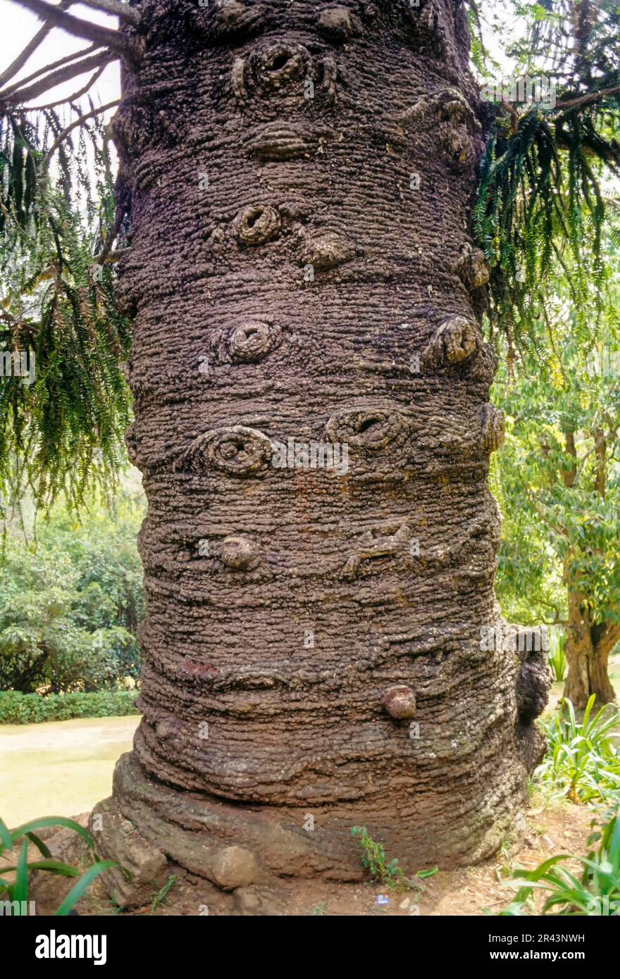 Bunya pine (Araucaria bidwillii) monkey puzzle planted in 1875 Government botanical gardens at Udhagamandalam Ooty, Tamil Nadu, South India, India Stock Photo
