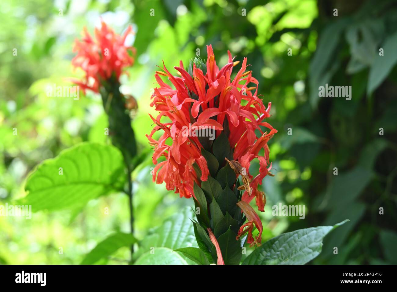 A red flower inflorescence of a Brazilian plume flower (Justicia Carnea) plant in the garden Stock Photo