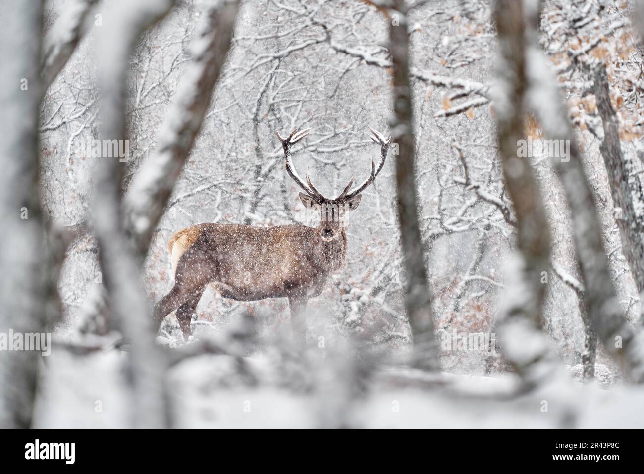 Winter nature. Red deer, Cervus elaphus, big animal in the wildlife forest habitat. Deer in the oak trees mountain, Studen Kladenec, Eastern Rhodopes, Stock Photo