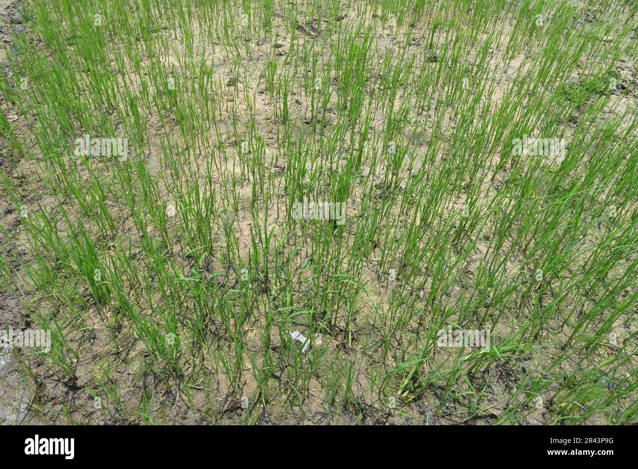 High angle view of the growing small rice plants in the muddy soil