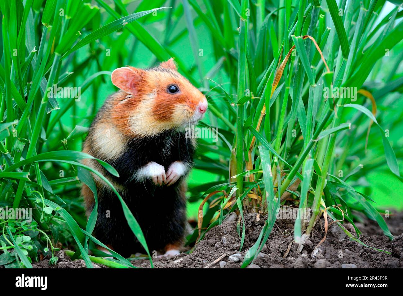 European hamster (Cricetus cricetus), European field hamster, European ...