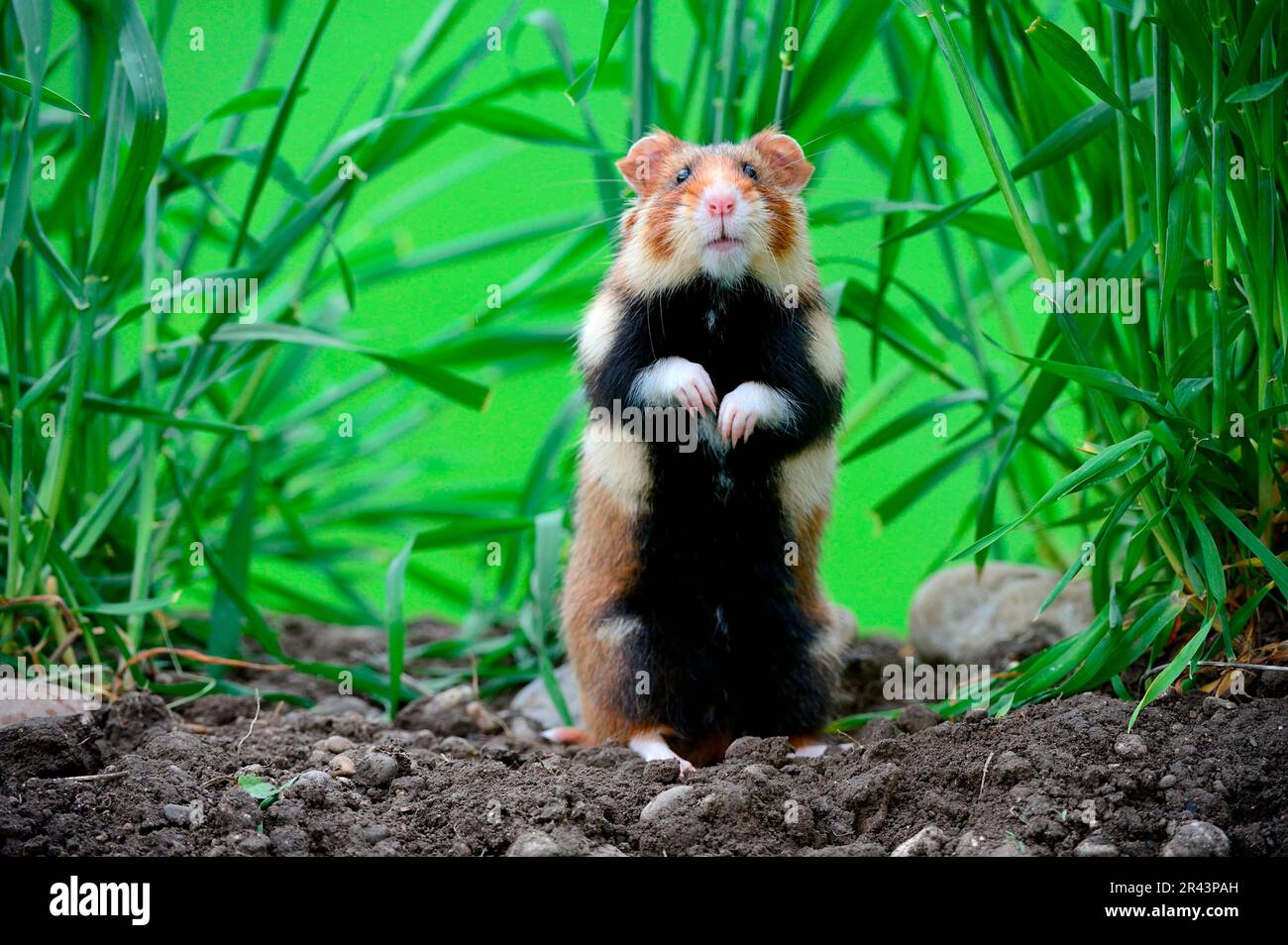 European hamster (Cricetus cricetus), European field hamster, European