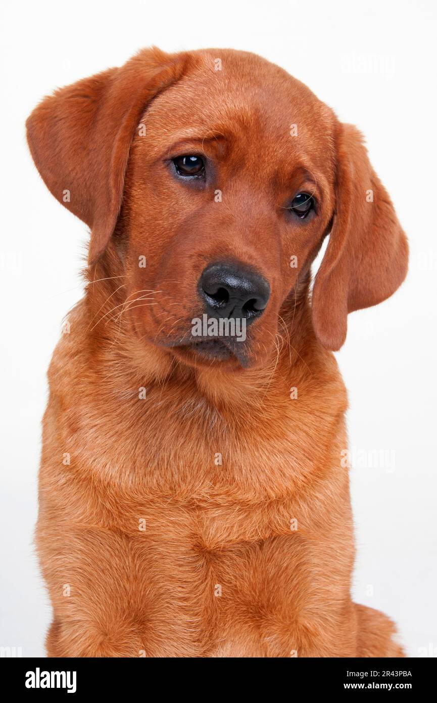 Love Parrot Stainless Steel Tumbler – Store